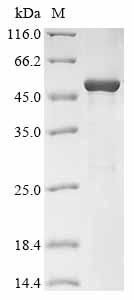 Recombinant Varicella-zoster virus Tegument protein UL47 homolog (ORF11) , partial - image 1