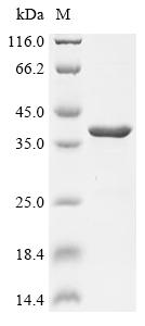 Recombinant Staphylococcus aureus Alpha-hemolysin (hly) - image 1