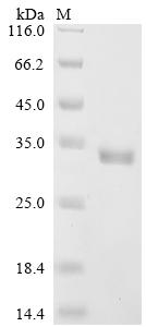 Recombinant Staphylococcus aureus Alpha-hemolysin (hly) - image 1