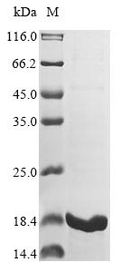 Recombinant Neisseria meningitidis serogroup B Integration host factor subunit beta (ihfB) - image 1