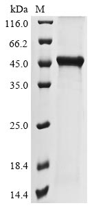 Recombinant Rattus norvegicus polyomavirus 2 Major capsid protein VP1 (RatPyV2_gp1) - image 1