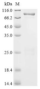 Recombinant Bacillus thuringiensis subsp. tenebrionis Pesticidal crystal protein Cry3Aa (cry3Aa) - image 1