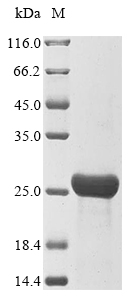 (Tris-Glycine gel) Discontinuous SDS-PAGE (reduced) with 5% enrichment gel and 15% separation gel. (Tris-Glycine gel) Discontinuous SDS-PAGE (reduced) with 5% enrichment gel and 15% separation gel.