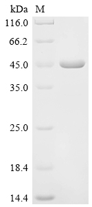 Recombinant Spinacia oleracea Ferredoxin--NADP reductase, chloroplastic (PETH) - image 1