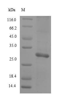 (Tris-Glycine gel) Discontinuous SDS-PAGE (reduced) with 5% enrichment gel and 15% separation gel. (Tris-Glycine gel) Discontinuous SDS-PAGE (reduced) with 5% enrichment gel and 15% separation gel.