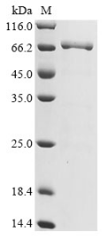 CSB-EP360556CQR1 SDS-PAGE