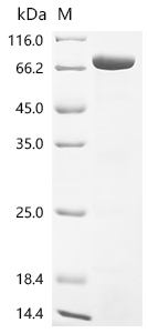 Recombinant Corynephage beta Diphtheria toxin, partial - image 1