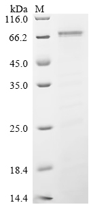 Recombinant Corynephage beta DT3C protein, partial - image 1