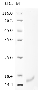 Recombinant Dendroaspis polylepis polylepis Kunitz-type serine protease inhibitor dendrotoxin E - image 1