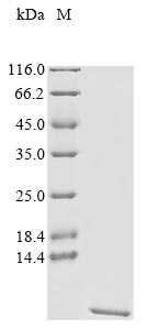 Recombinant Escherichia coli Heat-stable enterotoxin ST-2 - image 1