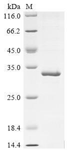 Recombinant Human Interferon alpha-2 (IFNA2) - image 1