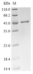 Recombinant Mouse Ig gamma-2A chain C region secreted form - image 1