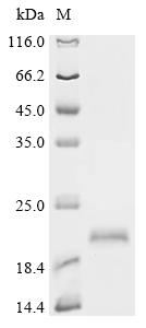 Recombinant Pseudopleuronectes americanus Ice-structuring protein 3 (B16D, B26D, B27D) - image 1