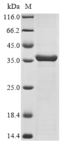 Recombinant Klebsiella pneumoniae OmpK36 (OmpK36) - image 1