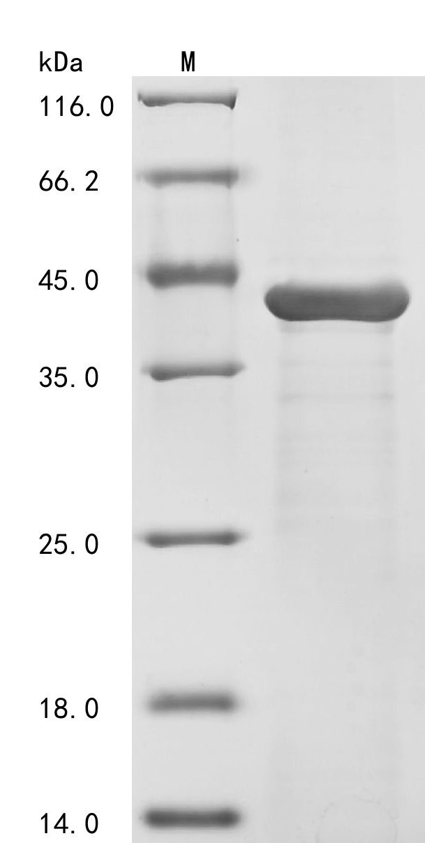 Recombinant Klebsiella pneumoniae OmpK36 (OmpK36) - image 1