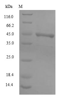 SDS-PAGE - Recombinant BK polyomavirus Major capsid protein VP1