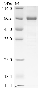 Recombinant Sindbis virus Non-structural polyprotein, partial - image 1