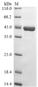 (Tris-Glycine gel) Discontinuous SDS-PAGE (reduced) with 5% enrichment gel and 15% separation gel.