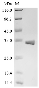 Recombinant Enterobacteria phage lambda Holin (S) , partial - image 1
