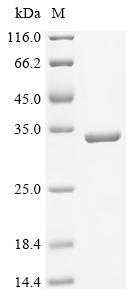 Recombinant Enterobacteria phage T4 Sliding clamp (45) - image 1