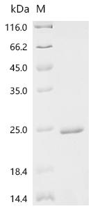Recombinant Saccharomyces cerevisiae Arginine permease CAN1 (CAN1) , partial - image 1