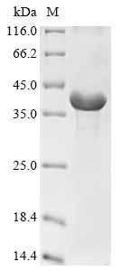 Recombinant Hordeum vulgare B3-hordein - image 1