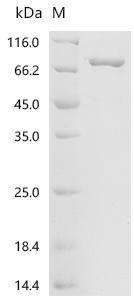 Recombinant Escherichia coli Colicin-Ia (cia) - image 1