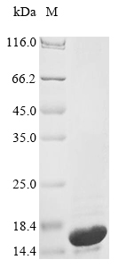 Recombinant Escherichia coli Colicin-Ia (cia) , partial - image 1
