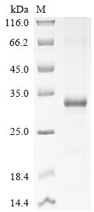 Recombinant Human papillomavirus type 18 Probable protein E5 (E5) - image 1