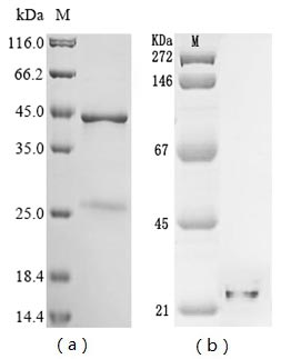 Recombinant Hepatitis delta virus genotype I Small delta antigen - image 1