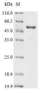 Recombinant Escherichia coli Peptide chain release factor 2 (prfB) - image 1