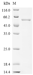 Recombinant Saccharomyces cerevisiae Saccharopepsin (PEP4) - image 1