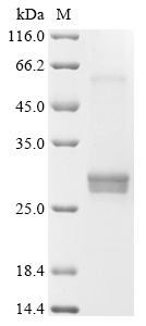 Recombinant Bovine Interferon alpha-1 - image 1