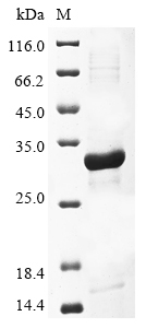 Recombinant Lymphocytic choriomeningitis virus Pre-glycoprotein polyprotein GP complex (GPC) , partial - image 1