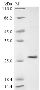 Recombinant Lymphocytic choriomeningitis virus Pre-glycoprotein polyprotein GP complex (GPC) , partial - image 1