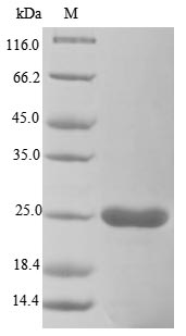 SDS-PAGE- Recombinant protein Vaccinia VACWR088
