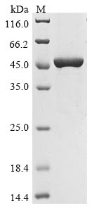 Recombinant Chicken Heat shock 70 kDa protein, partial - image 1