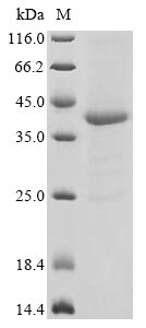 Recombinant Triticum aestivum Gamma-gliadin - image 1
