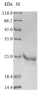 Recombinant Varicella-zoster virus Envelope glycoprotein L (gL) - image 1