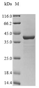 (Tris-Glycine gel) Discontinuous SDS-PAGE (reduced) with 5% enrichment gel and 15% separation gel.