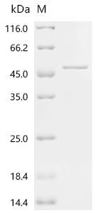 (Tris-Glycine gel) Discontinuous SDS-PAGE (reduced) with 5% enrichment gel and 15% separation gel.