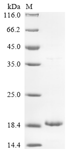Recombinant Staphylococcus aureus Delta-hemolysin (hld) - image 1