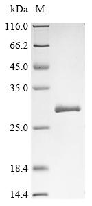 Recombinant Helicobacter pylori LPP20 lipoprotein (lpp20) - image 1