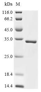 Recombinant Agrobacterium tumefaciens Single-strand DNA-binding protein (virE2) , partial - image 1