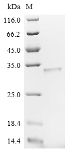 Recombinant Agrobacterium tumefaciens Single-strand DNA-binding protein (virE2) , partial - image 1