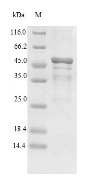 (Tris-Glycine gel) Discontinuous SDS-PAGE (reduced) with 5% enrichment gel and 15% separation gel.