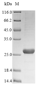 Recombinant Mycobacterium bovis 6 kDa early secretory antigenic target (esxA) - image 1