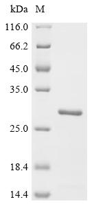 Recombinant Shigella flexneri Peptidoglycan-associated lipoprotein (pal) - image 1