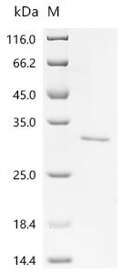 Recombinant Escherichia coli Transposon Tn3 resolvase (tnpR) - image 1