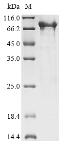 Recombinant Pandalus borealis Northern shrimp nuclease (nuc1) , partial - image 1
